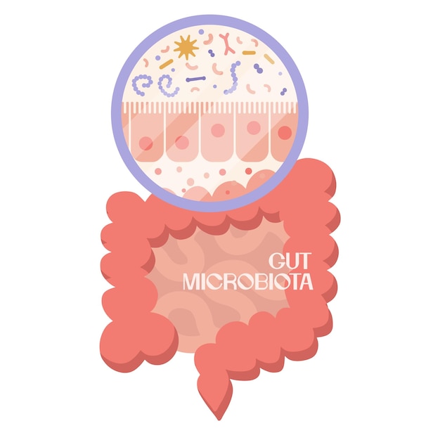 Vector epitelio de gits microbioma humano e intestino clipart anatómico microbiota y área de superficie de