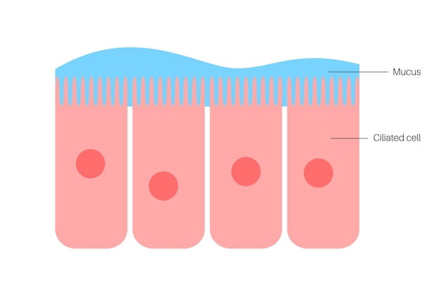 Vector epitelio de la mucosa nasal