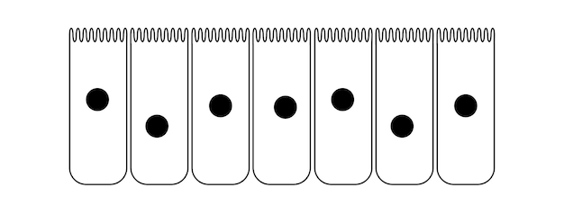 Epitelio de la mucosa nasal