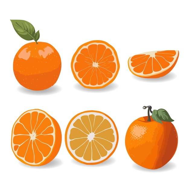 EPS Naranjas o cítricos segmentados sobre un fondo blanco