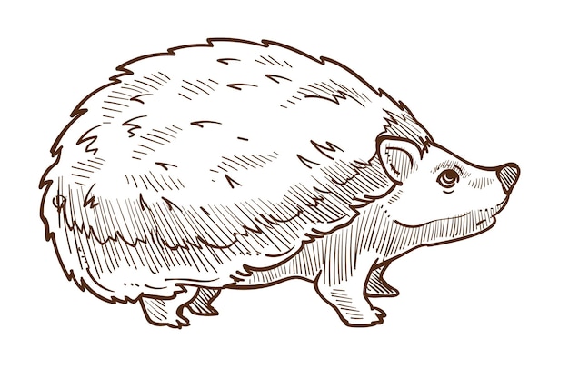 Erizo de animales del bosque salvaje con dibujo aislado de espinas