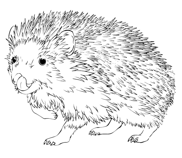 Erizo vector dibujo lineal en blanco y negro