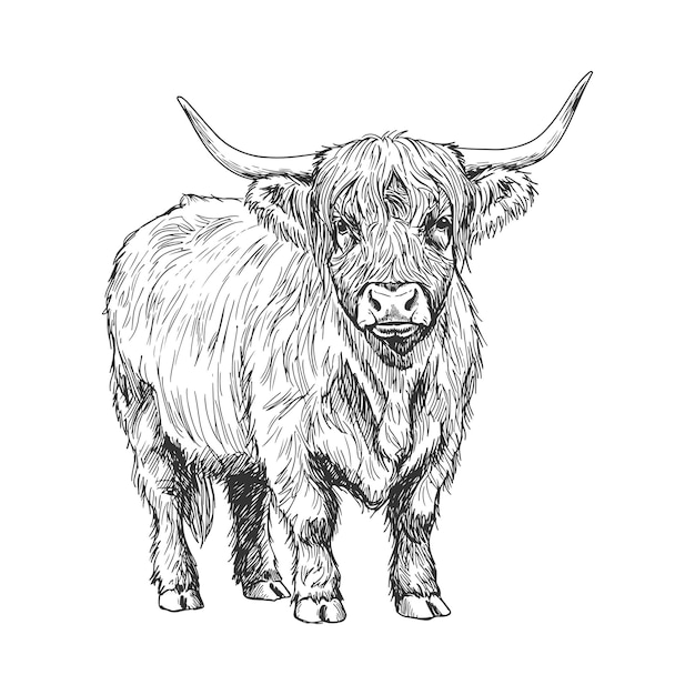 Esbozo angulado detallado de una vaca de las tierras altas con cuernos largos y pelaje texturizado en la mano de un animal de granja rústico
