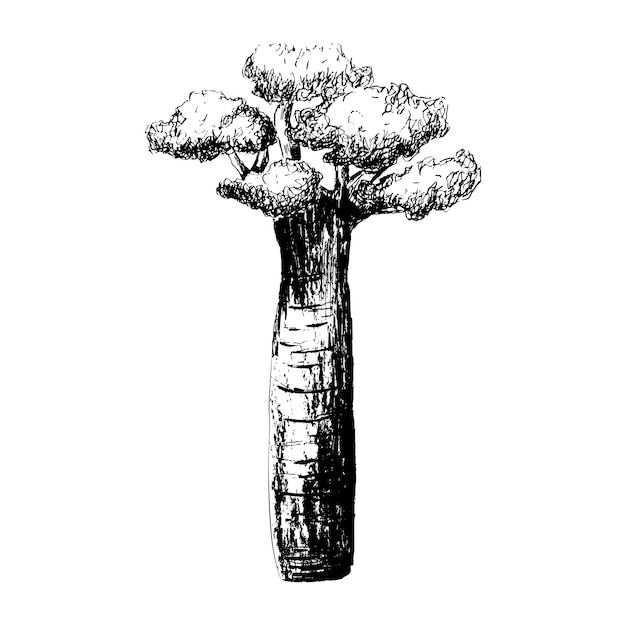 Esbozo del árbol de baobab dibujado a mano