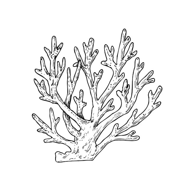Esbozo de arrecife de línea pintado a mano vectorial de coral gráfico de clip art tropical aislado en el fondo