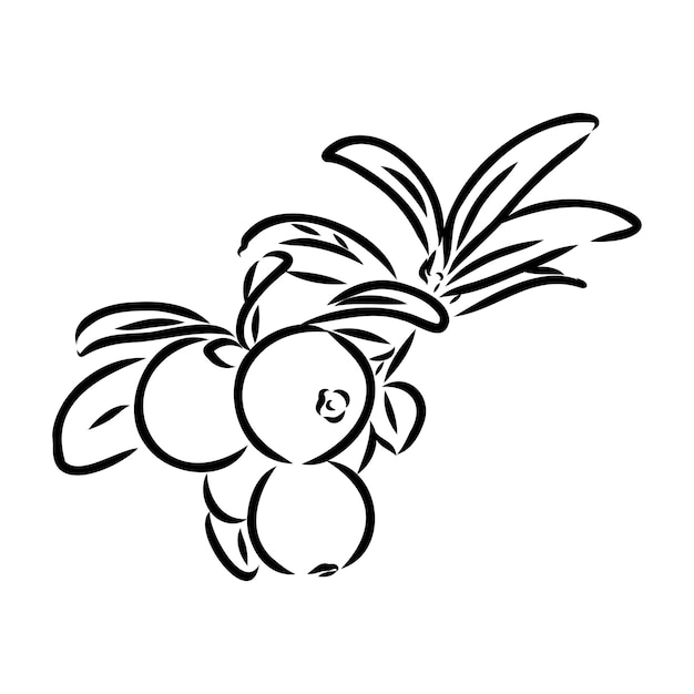 Esbozo de las bayas de lingonberry maduras Esbozo vectorial