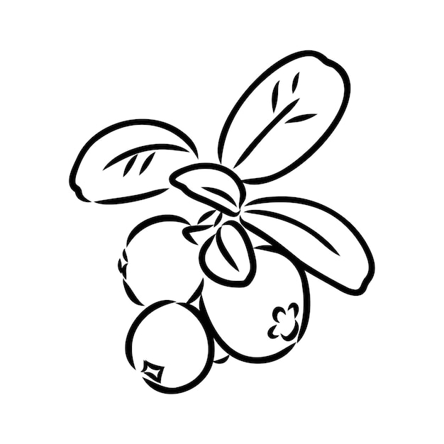 Esbozo de las bayas de lingonberry maduras Esbozo vectorial