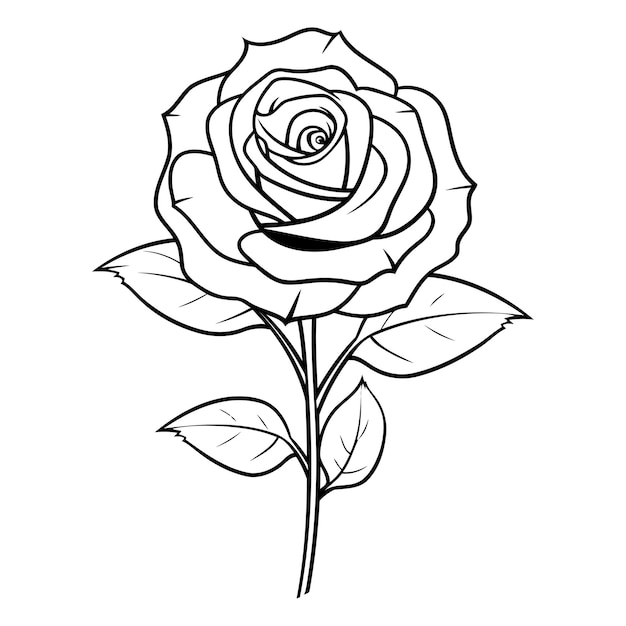 Esbozo en blanco y negro de una rosa sobre un fondo blanco