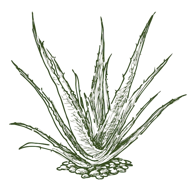 Vector esbozo de un cactus de aloe suculento de hoja perenne