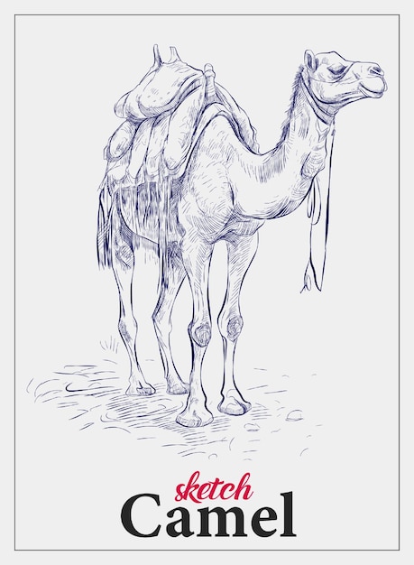 Esbozo de camello del desierto dibujado a mano