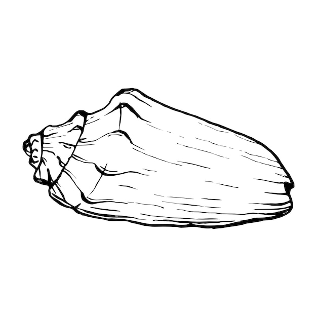 Esbozo de concha submarina Conchas vectoriales Ilustración en estilo de contorno Dibujo de molusco aislado en fondo blanco Gráficos estilizados Arte de línea del mundo submarino para el diseño de postales de etiquetas