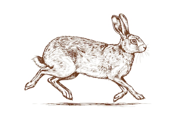 Esbozo de conejo Impresión retro vintage negro blanco conejo salvaje dibujo de conejo boceto dibujo a lápiz con tinta grabado estilo de la vieja escuela Esbozo obra de arte silueta de conejo salvaja conejo vectorial Ilustración