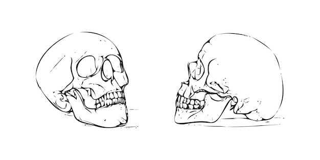 Esbozo de cráneo humano dibujado a mano sobre un fondo blanco Ilustración vectorial
