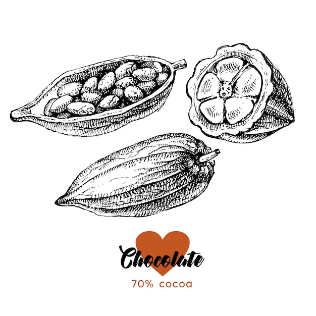Esbozo dibujado a mano del conjunto de productos de chocolate de cacao Ilustración vectorial vintage de alimentos naturales saludables