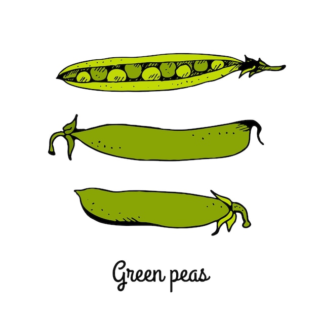Esbozo dibujado a mano del conjunto vectorial de guisantes verdes