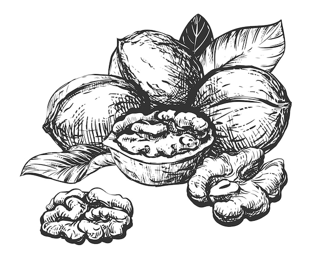 Esbozo dibujado a mano de la ilustración vectorial de las nueces Composición del núcleo abierto de la nuez