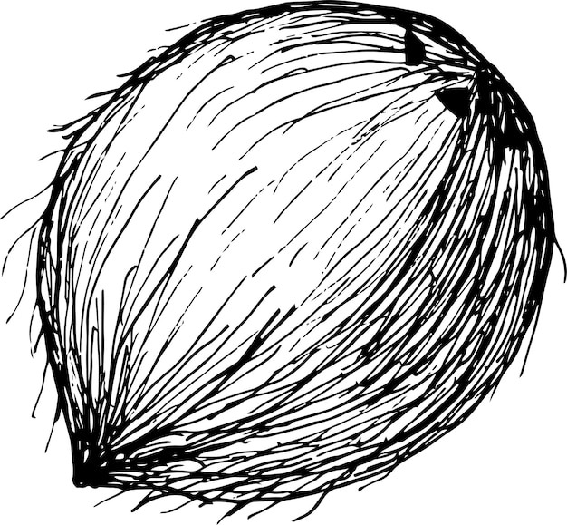 Esbozo de dibujo a mano vectorial de coco en blanco y negro