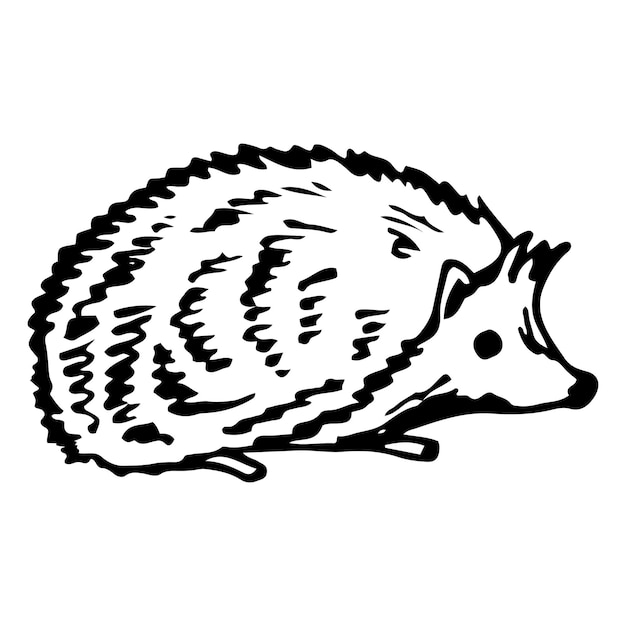 Esbozo de erizo animal de bosque espinoso Ilustración dibujada a mano