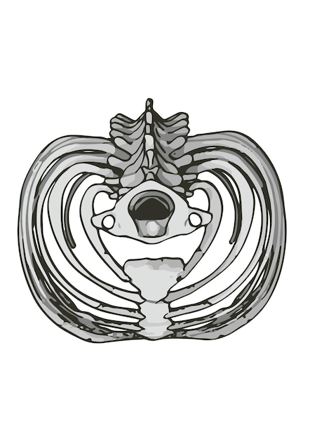 Esbozo del esqueleto del pecho en un vector de fondo blanco