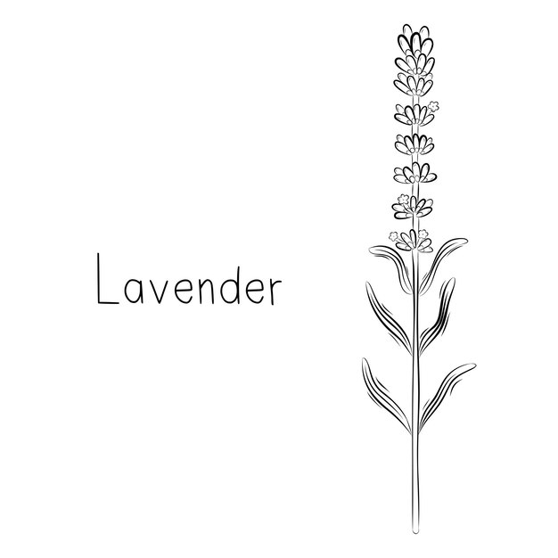 Esbozo de la flor de lavanda Ilustración vectorial en estilo Doodle Hierbas botánicas Planta de moda rústica