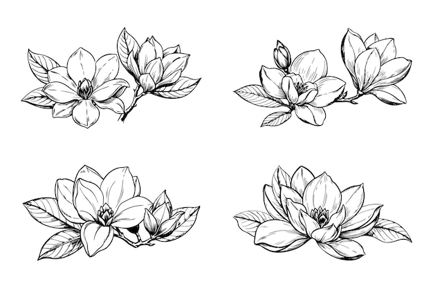 Esbozo de la flor de la magnolia