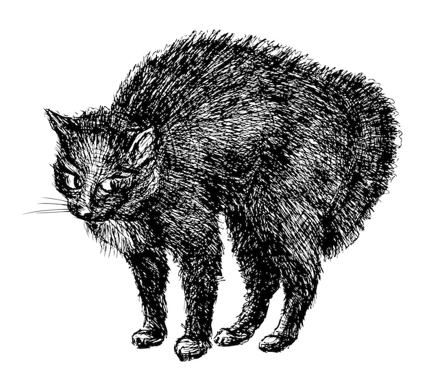 Esbozo de un gato doméstico negro asustado ilustración vectorial realista dibujada a mano