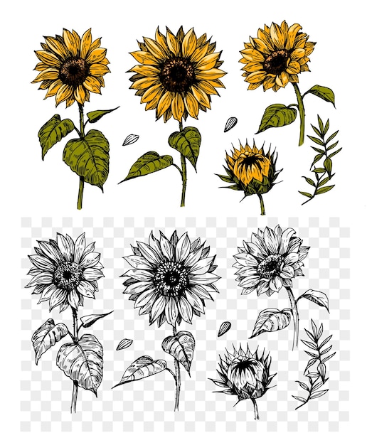 Esbozo de girasol dibujo a mano realista ilustración vectorial estilo de grabado