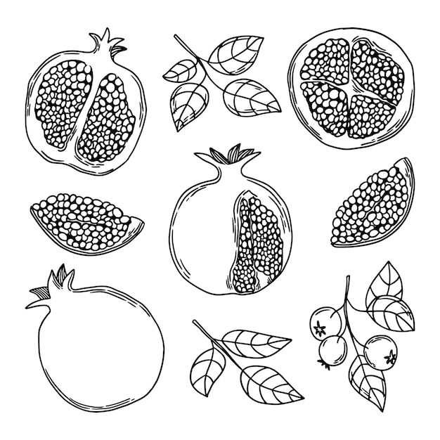Esbozo de una granada Frutas de granada en sección por la mitad Ramas de hojas de granada con frutas
