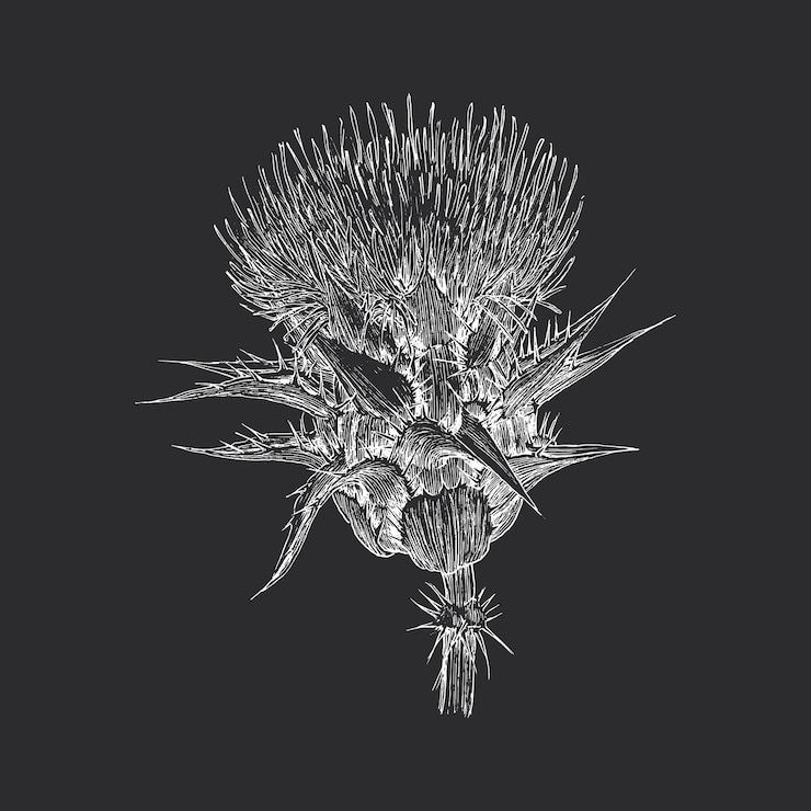 Vector esbozo de hierba de cardo en elemento de diseño vectorial dibujo botánico planta ilustración dibujada a mano