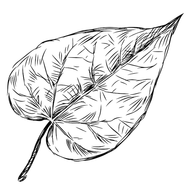 Esbozo de hoja de árbol caducifolio poplarsingledoodle ilustración vectorial dibujada a mano aislada en blanco