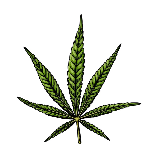 Esbozo de hojas de cannabis sativa Dibujo botánico de marihuana Ilustración vectorial dibujada a mano