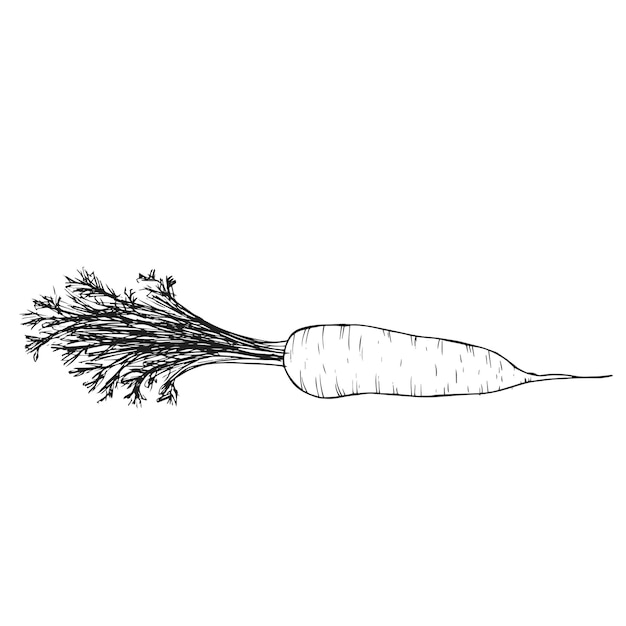 Esbozo de icono de zanahoria dibujado a mano Fondo de alimentos ecológicos vegetales Esbozo vectorial