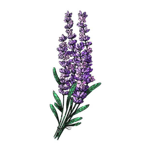 Esbozo de lavanda de hierbas, vector dibujado a mano