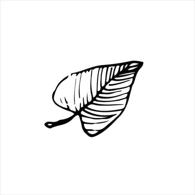 Esbozo minimalista de hojas en blanco y negro con detalles intrincados ideal para el arte botánico inspirado en el otoño