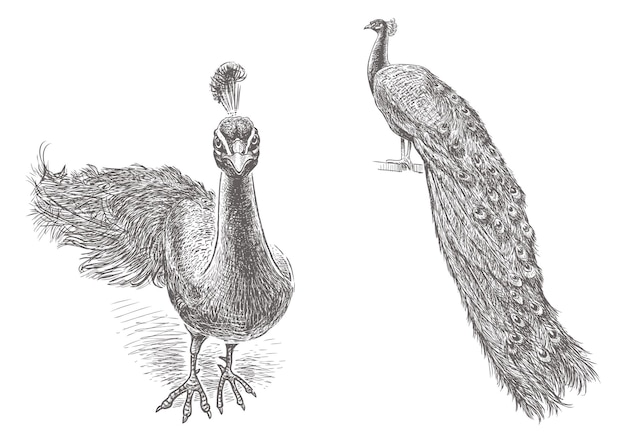 Esbozo de pájaro pavo realista dibujado a mano ilustración vectorial aislado en blanco