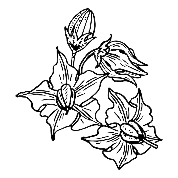 Vector esbozo de patata de hortalizas de flores planta con flores ilustración vectorial dibujada a mano.