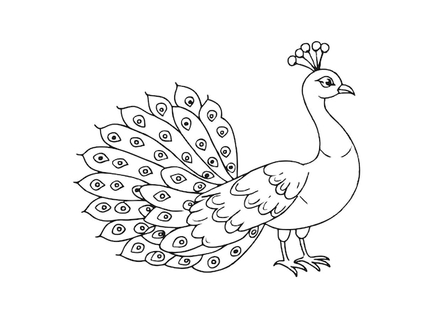 Esbozo de pavo real dibujado a mano en estilo grabado Ilustración vectorial