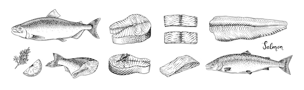 Esbozo de pescado filete de salmón tinta dibujada a mano ilustración vectorial filetes de filetes producto fresco grabado