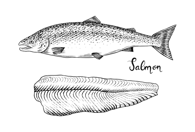 Esbozo de pescado filete de salmón tinta dibujada a mano ilustración vectorial filetes de filetes producto fresco grabado