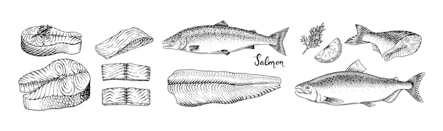 Esbozo de pescado filete de salmón tinta dibujada a mano ilustración vectorial filetes de filetes producto fresco grabado