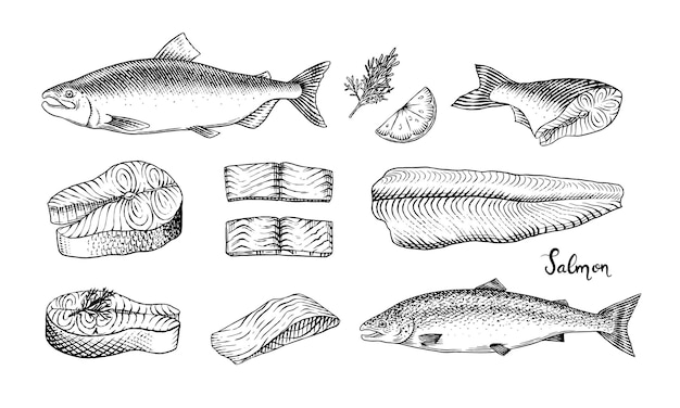 Esbozo de pescado filete de salmón tinta dibujada a mano ilustración vectorial filetes de filetes producto fresco grabado