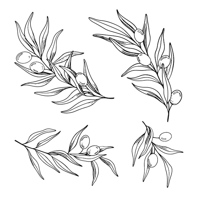 Vector esbozo de rama de olivo con bayas y hojas dibujado a mano ilustración de arte de línea vectorial negra y