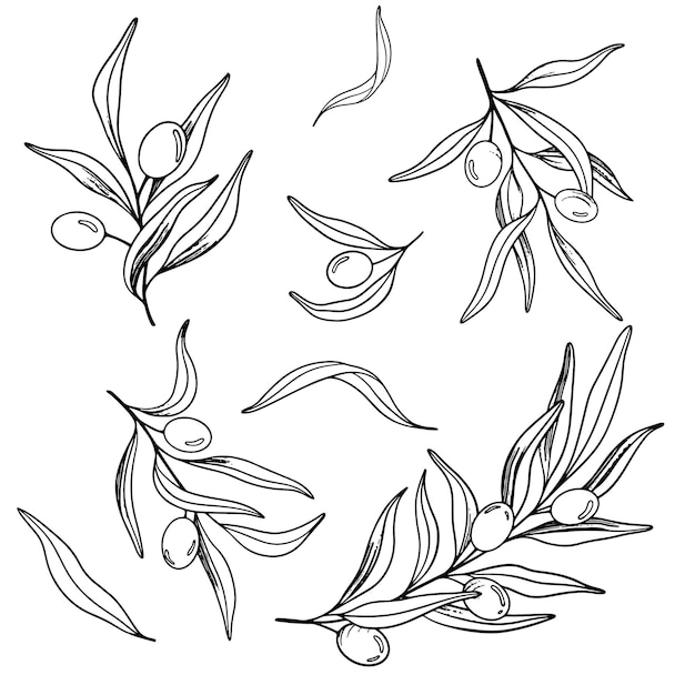 Esbozo de rama de olivo con bayas y hojas dibujado a mano ilustración de arte de línea vectorial negra y