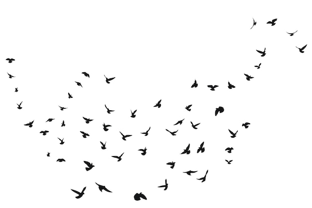 Esbozo de silueta de una bandada de pájaros que vuelan hacia adelante Despegue vuelo volador flota en el aire tierra voladora