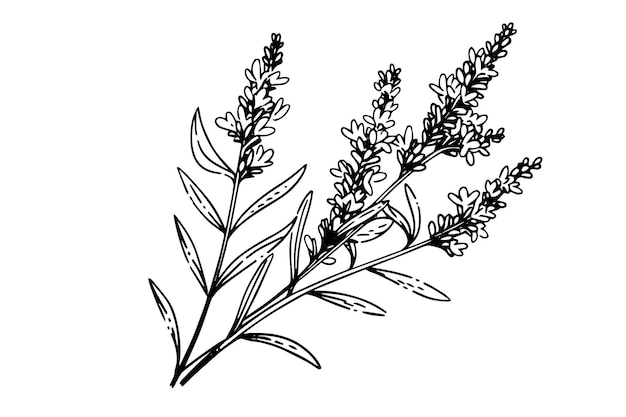 Esbozo de tinta dibujado a mano de la flor botánica de la lavanda Ilustración de grabado vectorial