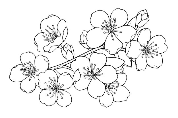 Esbozo de tinta dibujado a mano de la flor de Sakura Ilustración vectorial de estilo grabado