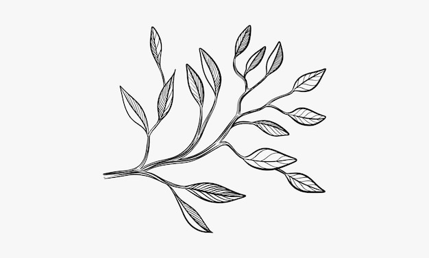 Esbozo de tinta dibujado a mano de plantas de ramas con hojas ilustración gráfica botánica vectorial aislada sobre un fondo transparente