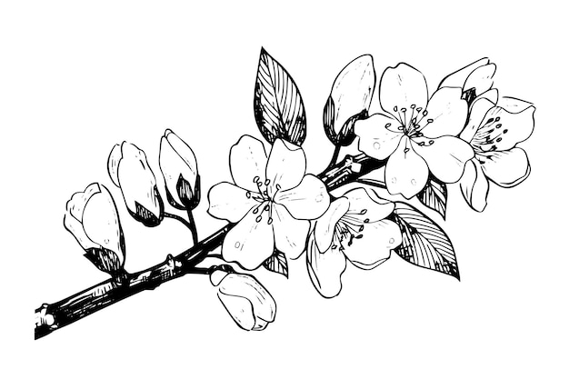 Esbozo de tinta dibujado a mano de la rama de Sakura Ilustración vectorial de estilo grabado