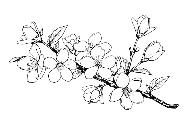 Esbozo de tinta dibujado a mano de la rama de Sakura Ilustración vectorial de estilo grabado