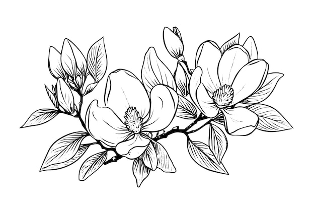 Esbozo de tinta de flor de magnolia dibujado a mano Ilustración vectorial de estilo grabado